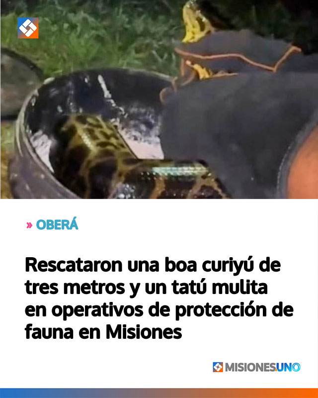 Rescataron una boa curiyú de tres metros y un tatú mulita en operativos de protección de fauna en Misiones