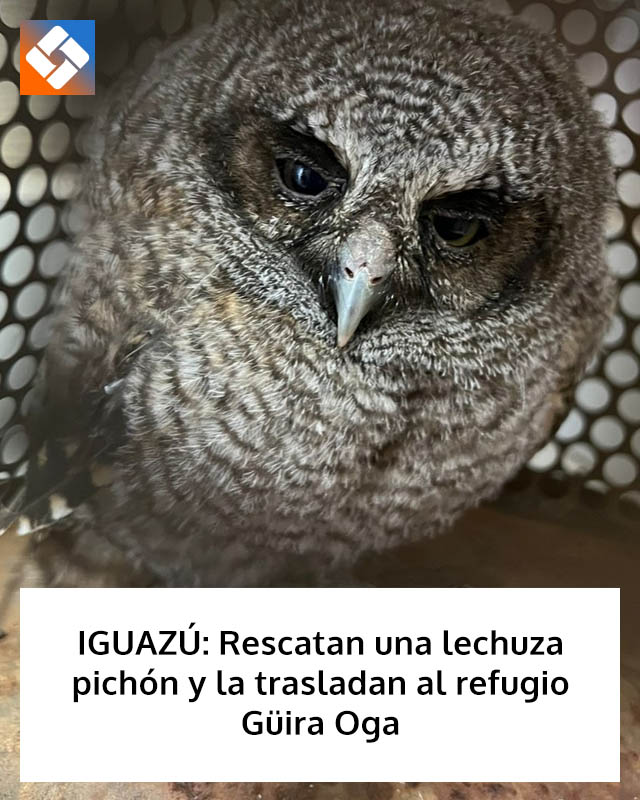 IGUAZÚ: Rescatan una lechuza pichón y la trasladan al refugio Güira Oga