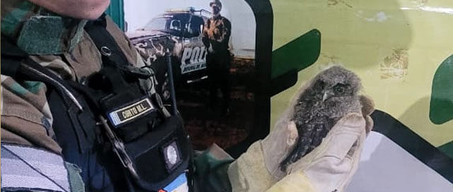 SAN VICENTE: Rescataron a un pichón de Alilí Cucú en estado vulnerable